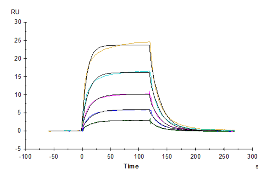 Mouse Fc gamma RI/CD64 Protein (LTP10251)