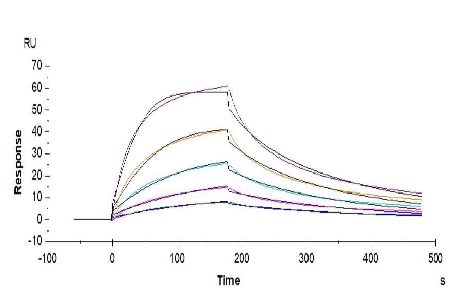 Human KRAS G12V (HLA-A*03:01) Tetramer Protein (LTP10258)