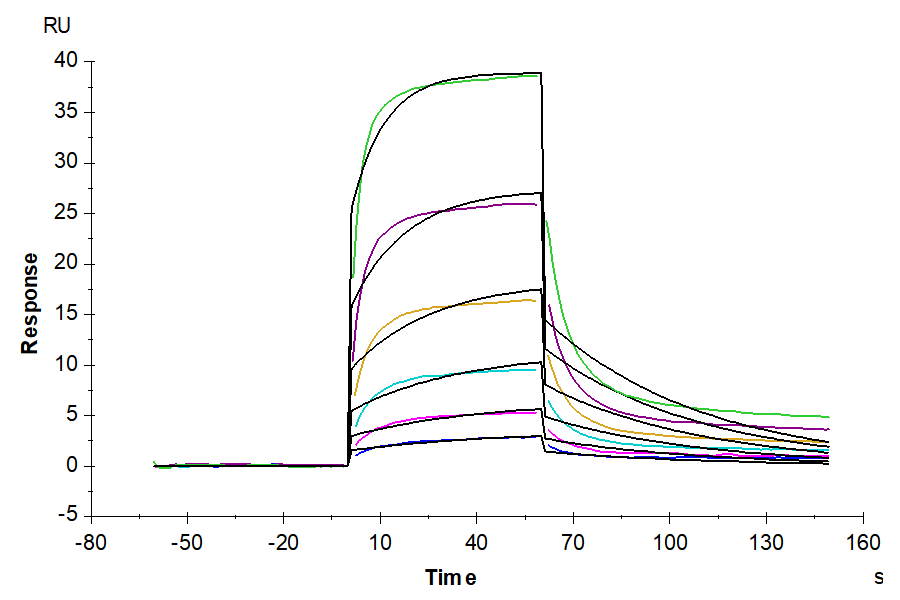 Human KRAS G12V (HLA-A*03:01) Protein (LTP10259)