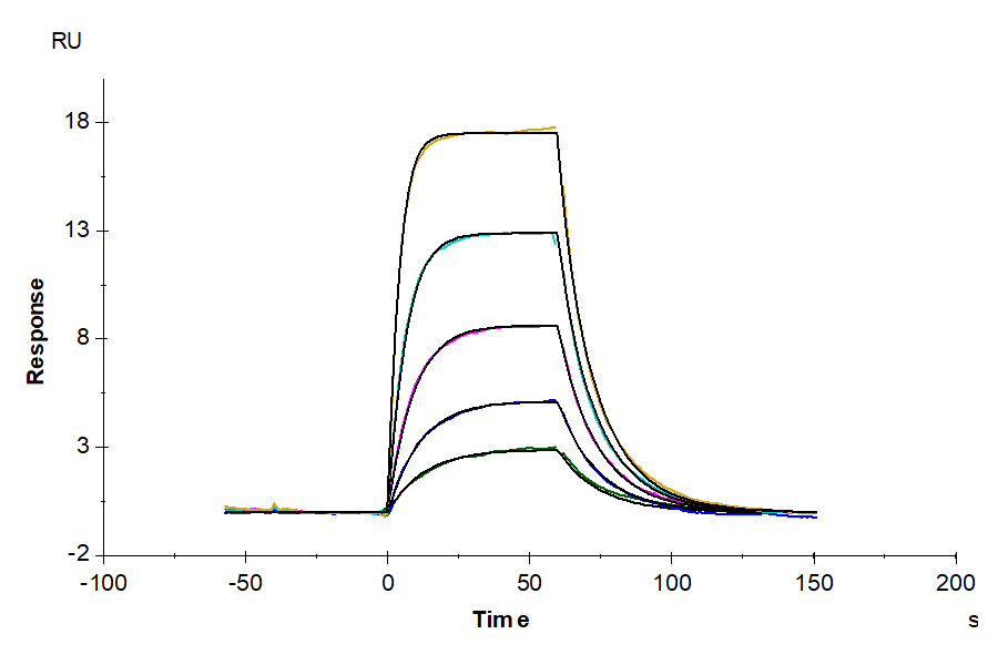 Human PLAU/uPA Protein (active form) (LTP10273)