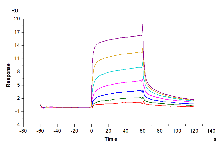 Cynomolgus/Rhesus macaque FcRn Protein (LTP10276)