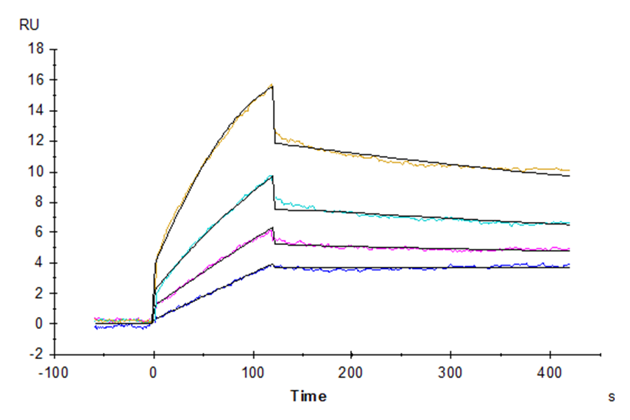 Human DDR1 Protein (LTP10281)