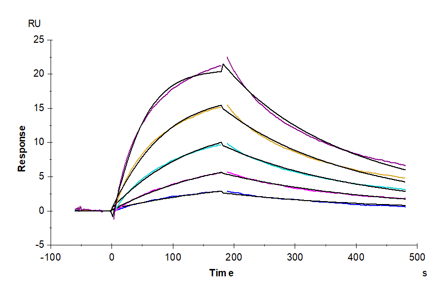 Rhesus macaque LILRB1/CD85j/ILT2 Protein (LTP10282)