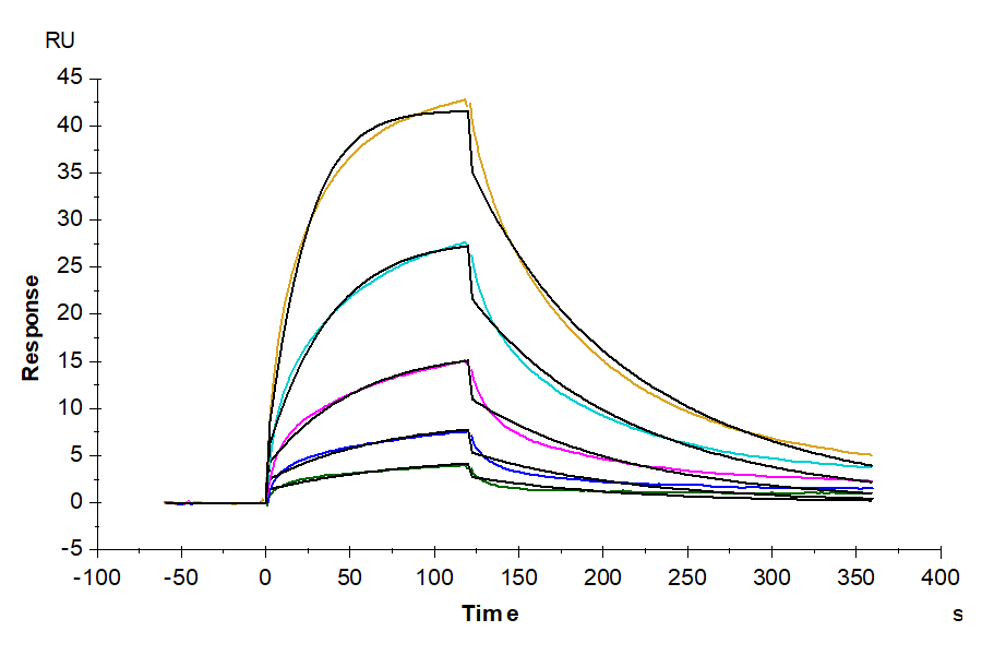 Mouse FLT3 Ligand Protein (LTP10307)