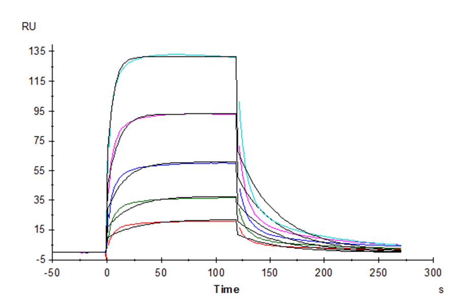 Mouse Fc gamma RIV/CD16-2 Protein (LTP10329)