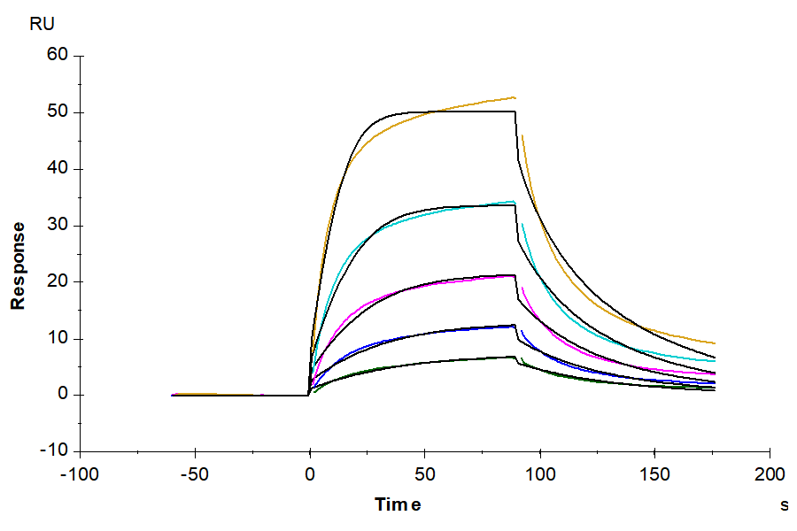 Human CD58 Protein (LTP10358)