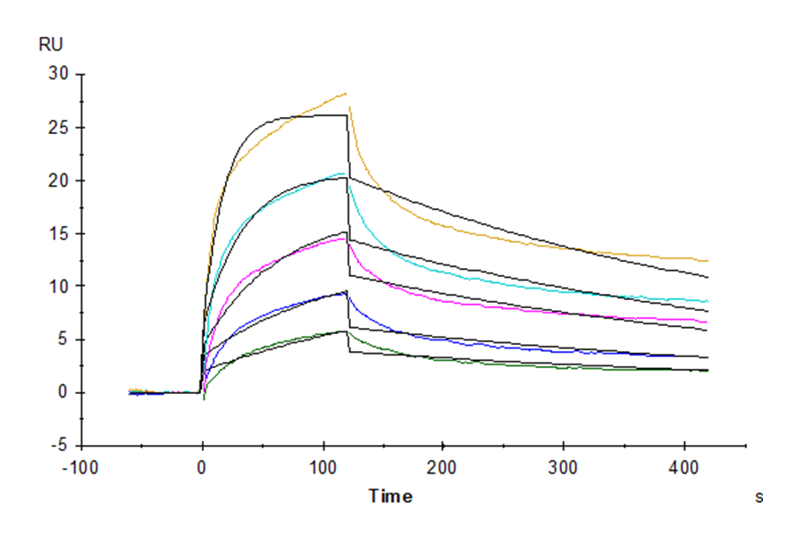 Rhesus macaque HLA-G Tetramer Protein (LTP10376)