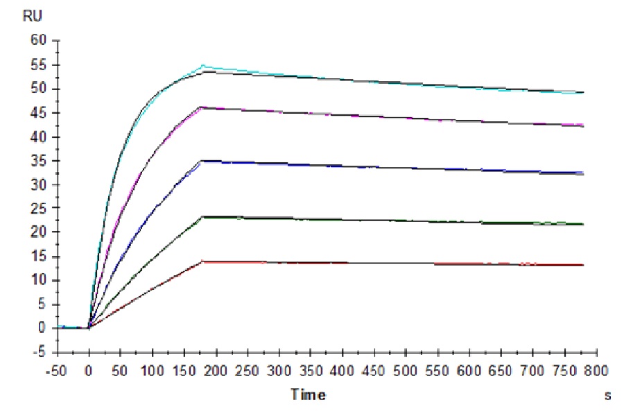 Human IL-10 R alpha Protein (LTP10379)