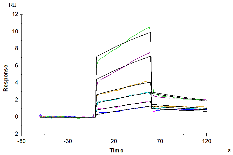 Mouse IL-20RA Protein (LTP10380)