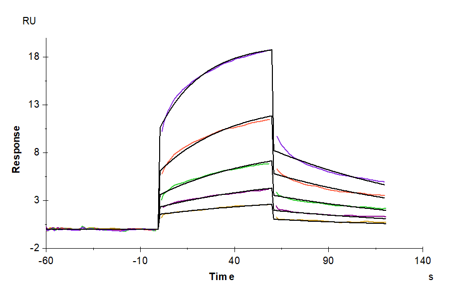 Human MMP-8 Protein (pro form) (LTP10381)