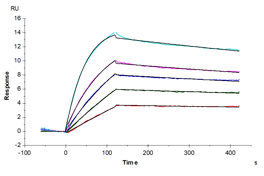 Human TNFRSF12A/TWEAKR Protein (LTP10393)