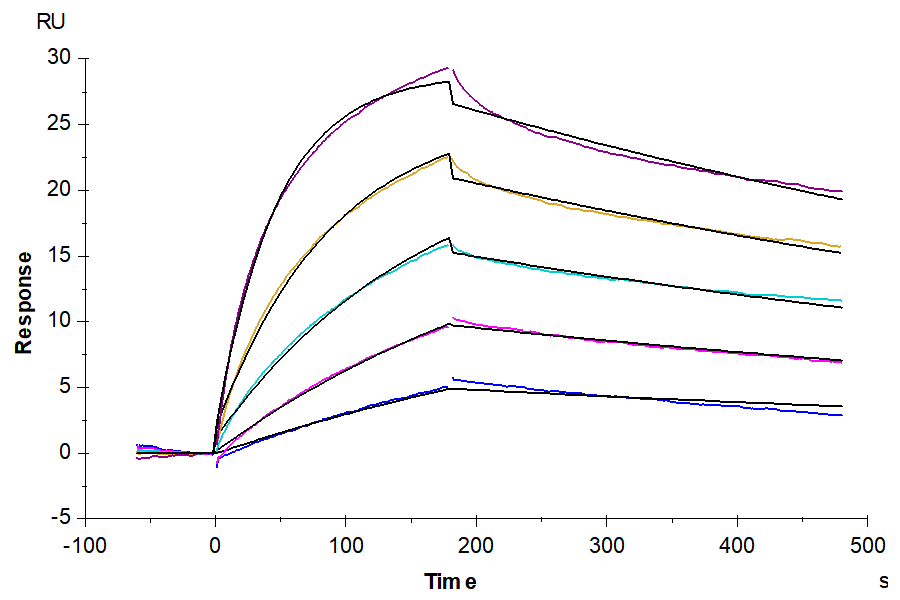 Biotinylated Human CCR2b Protein-VLP (LTP10414)