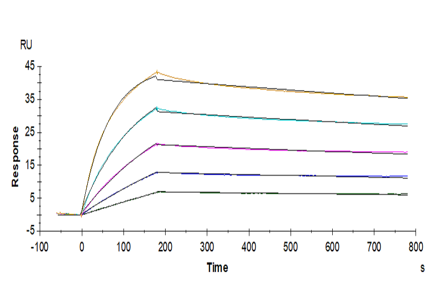 Human IL-25/IL-17E Protein (LTP10423)