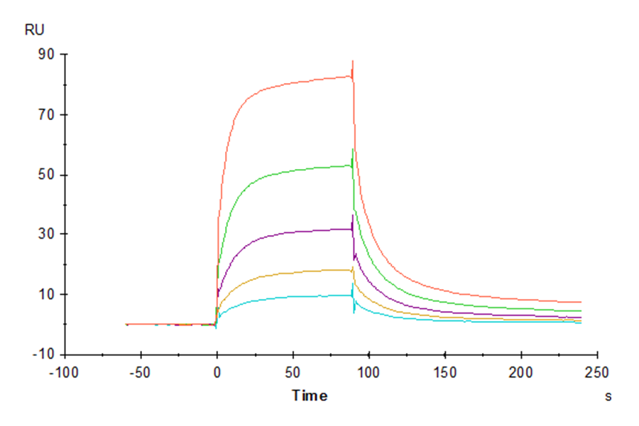 Rhesus macaque LILRB1/CD85j/ILT2 Protein (LTP10425)