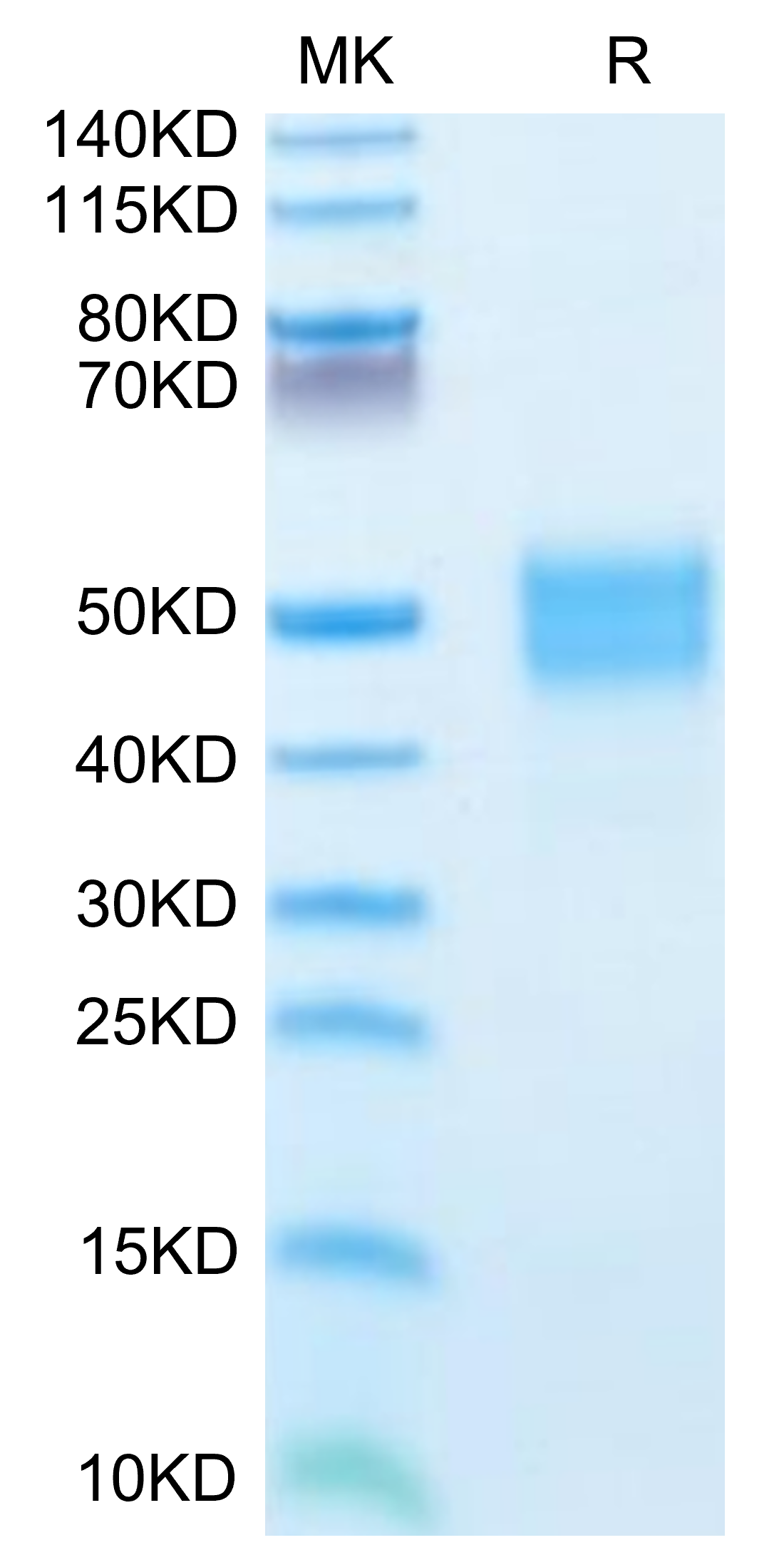 Human IGFBP-3 Protein (LTP10429)