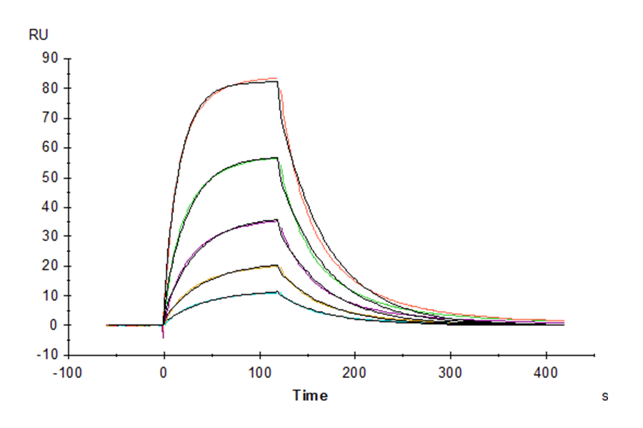 Human IL-13 Protein (LTP10448)