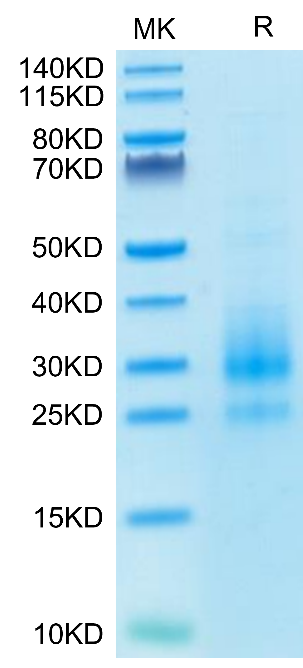 Cynomolgus NKG2C/CD159c Protein (LTP10454)