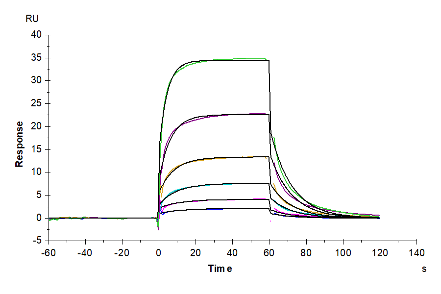 Human DLL4 Protein (LTP10474)