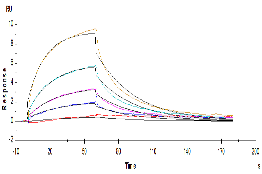 Human IL-12 R beta 1/CD212 Protein (LTP10480)