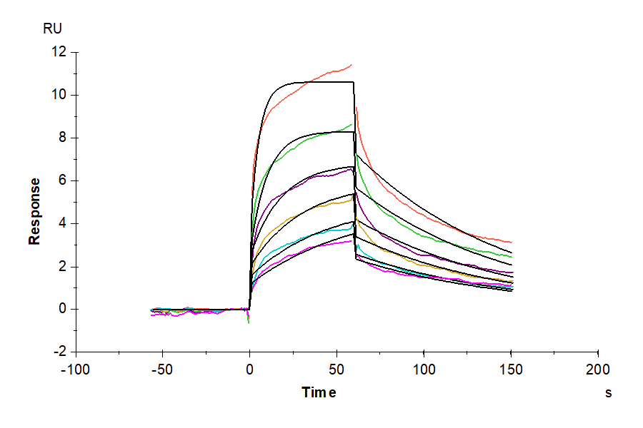 Human CD209/DC-SIGN Protein (LTP10513)