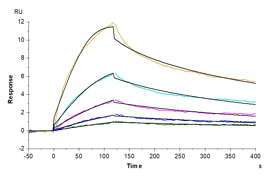 Biotinylated Human LAIR2/CD306 Protein (LTP10528)