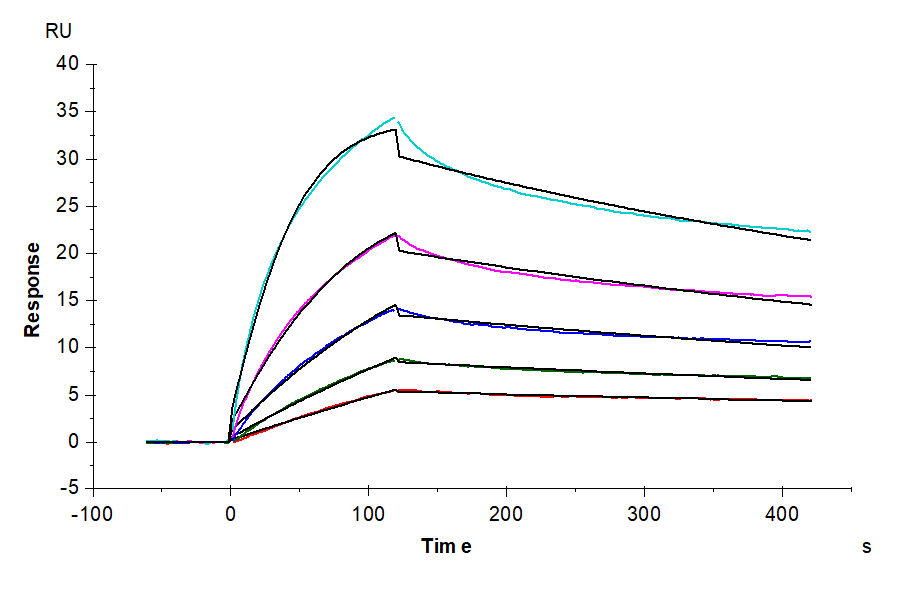 Huma LAIR2/CD306 Protein (LTP10529)