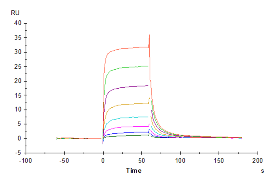 Cynomolgus Fc gamma RIII/CD16 Protein (LTP10549)