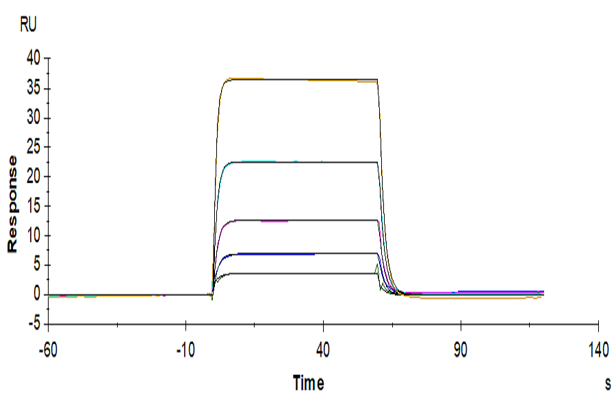 Biotinylated Human DNAM-1/CD226 Protein (LTP10564)