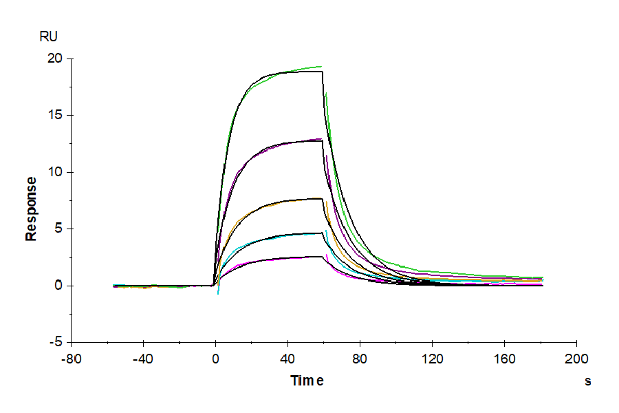 Biotinylated Human Serum Albumin Protein (LTP10600)