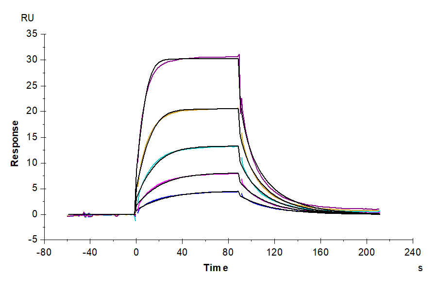 Cynomolgus B7-2/CD86 Protein (LTP10606)