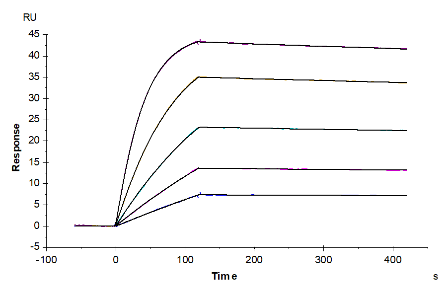 Human IL-1R2/IL-1 RII/CD121b Protein (LTP10611)