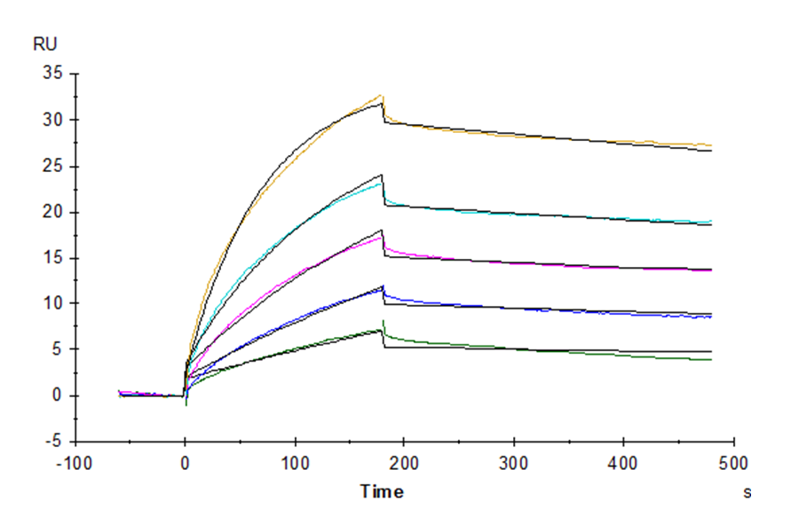 Biotinylated Human Claudin 6 Protein-VLP (LTP10615)