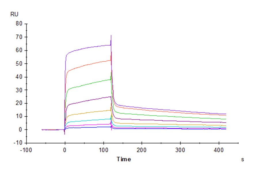 Rhesus macaque CD155/PVR Protein (LTP10627)