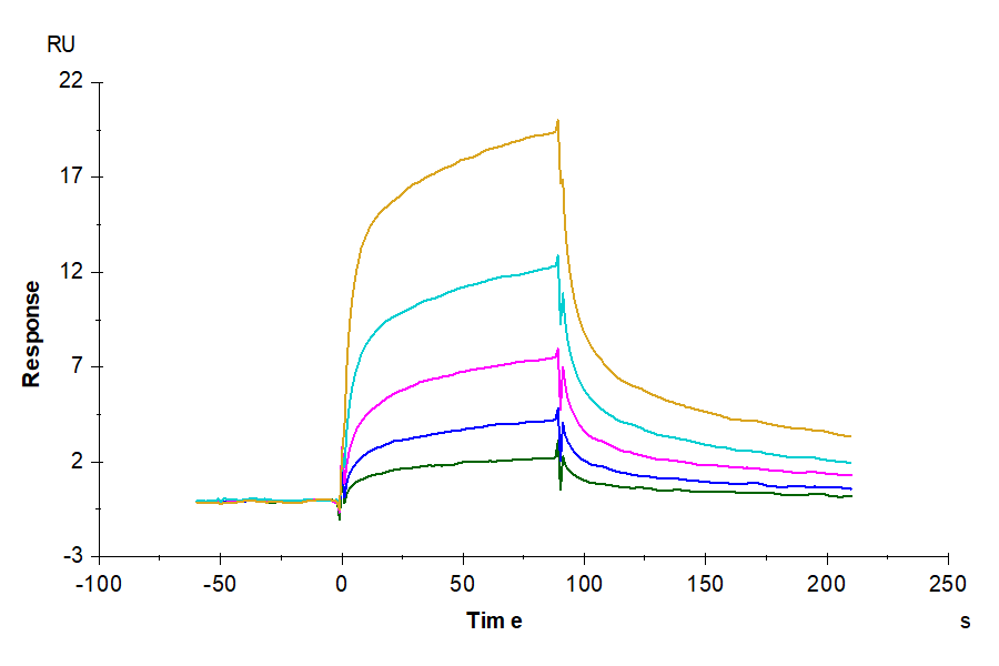 Rhesus macaque LILRB1/CD85j/ILT2 Protein (LTP10639)