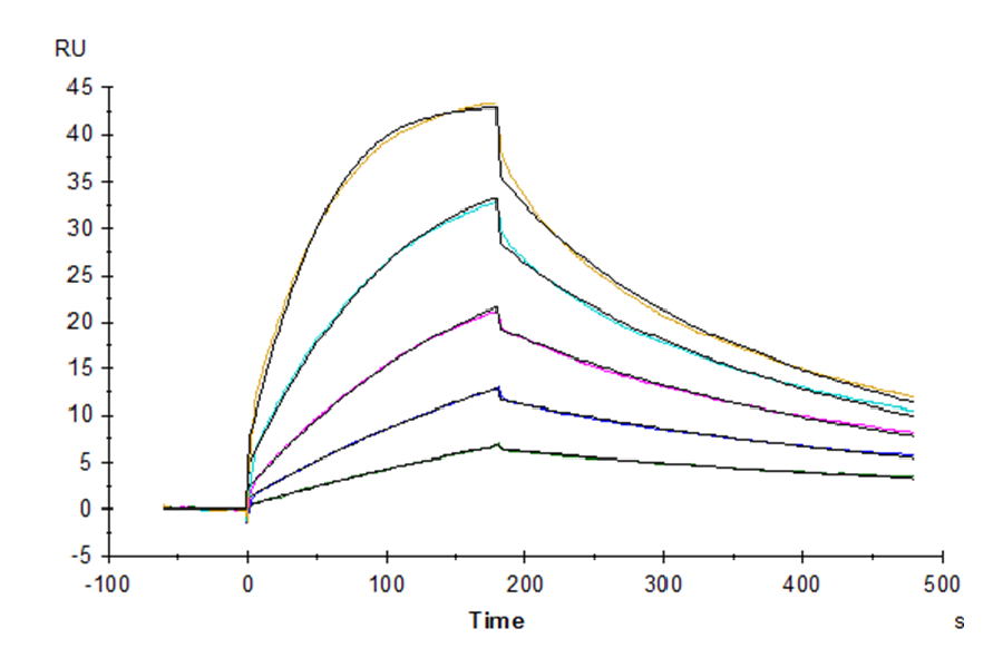 Cynomolgus B7-1/CD80 Protein (LTP10640)