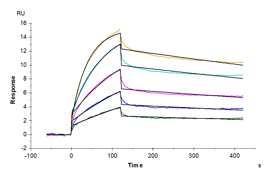 Human Claudin 6 Protein-VLP (LTP10644)