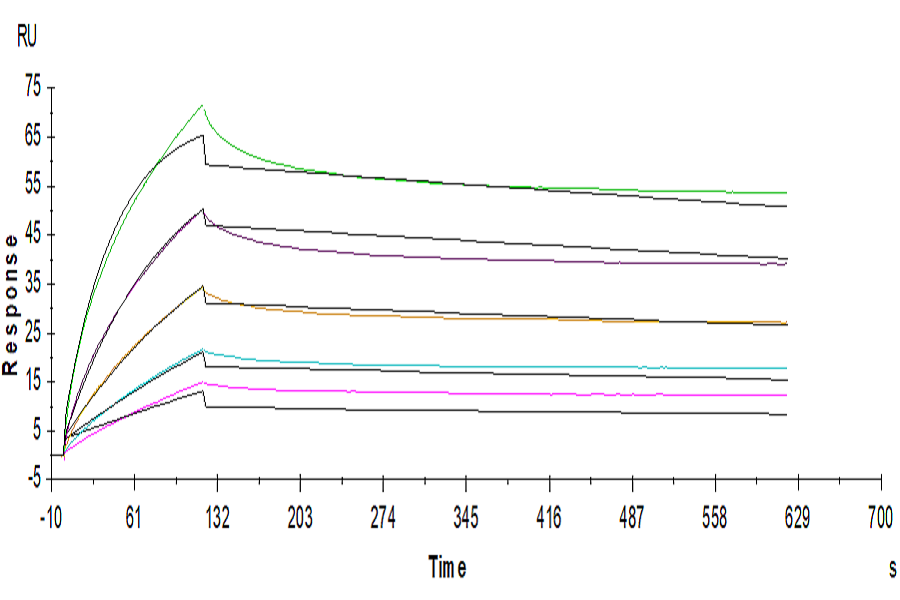 Human ANGPTL4/Angiopoietin-like 4 Protein (LTP10658)