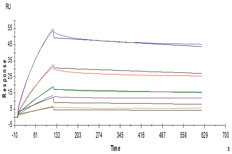 Human ANGPTL2/Angiopoietin-like 2 Protein (LTP10659)