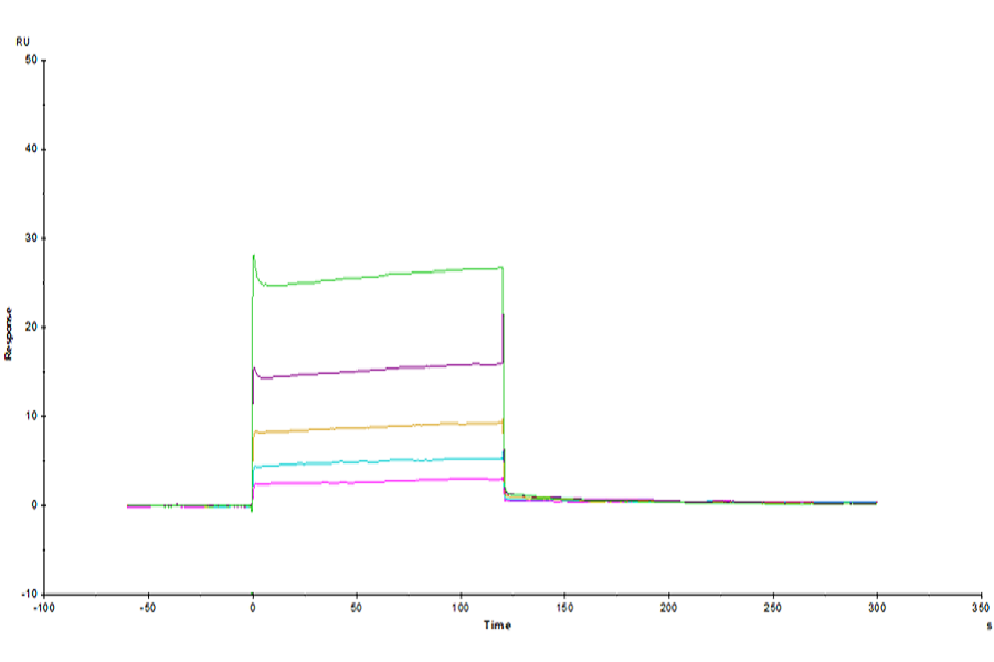 Human LILRB2/CD85d/ILT4 Domain1&2 Protein (LTP10661)