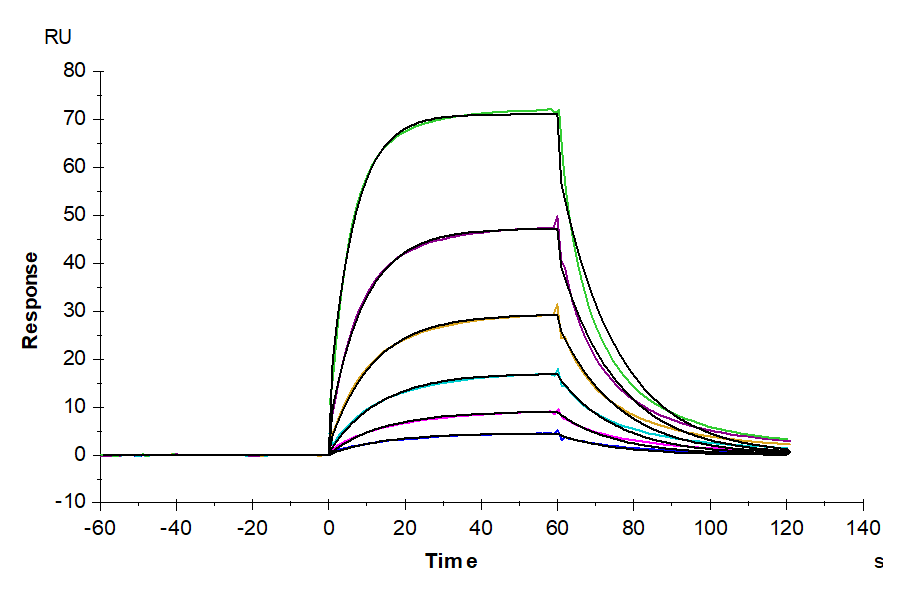 Human Alkaline phosphatase Protein (Intestinal type) (LTP10665)