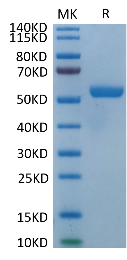 Biotinylated Human HLA-E*01:03 Protein (LTP10671)
