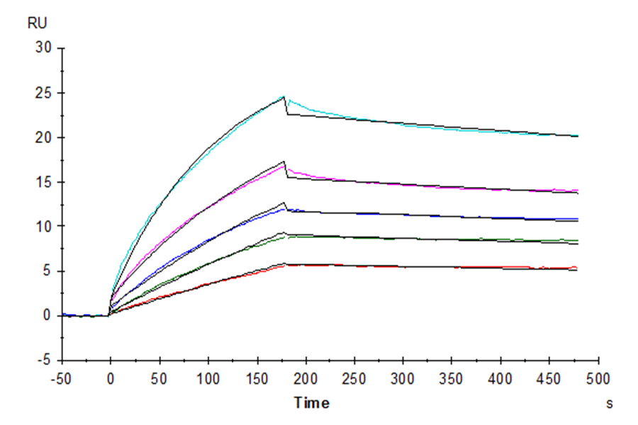 Biotinylated Human HLA-G Tetramer Protein (LTP10672)