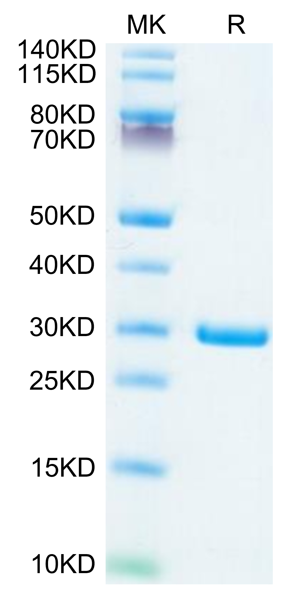 SARS-COV-2 NSP7&NSP8 Protein (LTP10697)