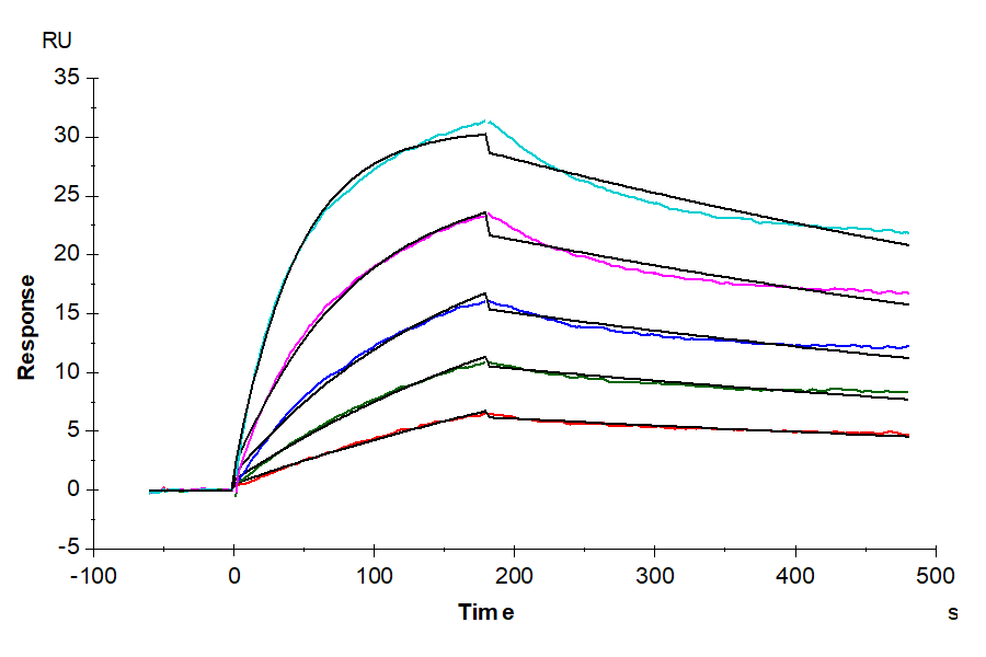 Human BAFF/TNFSF13B/CD257 Trimer Protein (LTP10728)