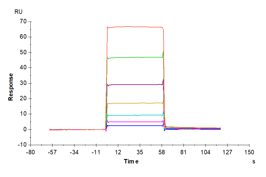 Human BAFF/TNFSF13B/CD257 Protein (LTP10736)