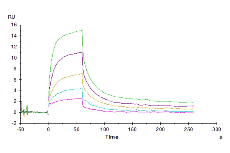 Human SIRP alpha/CD172a Protein (LTP10746)