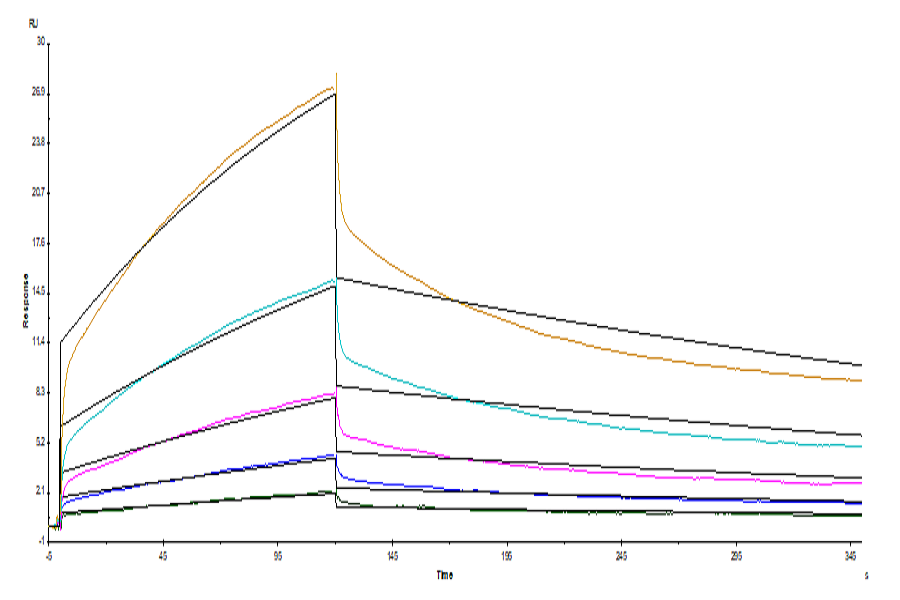 Human SIRP alpha/CD172a Protein (LTP10747)