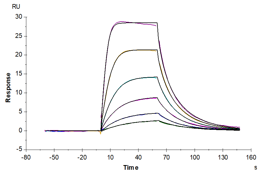 Human IL-2 Protein (LTP10766)