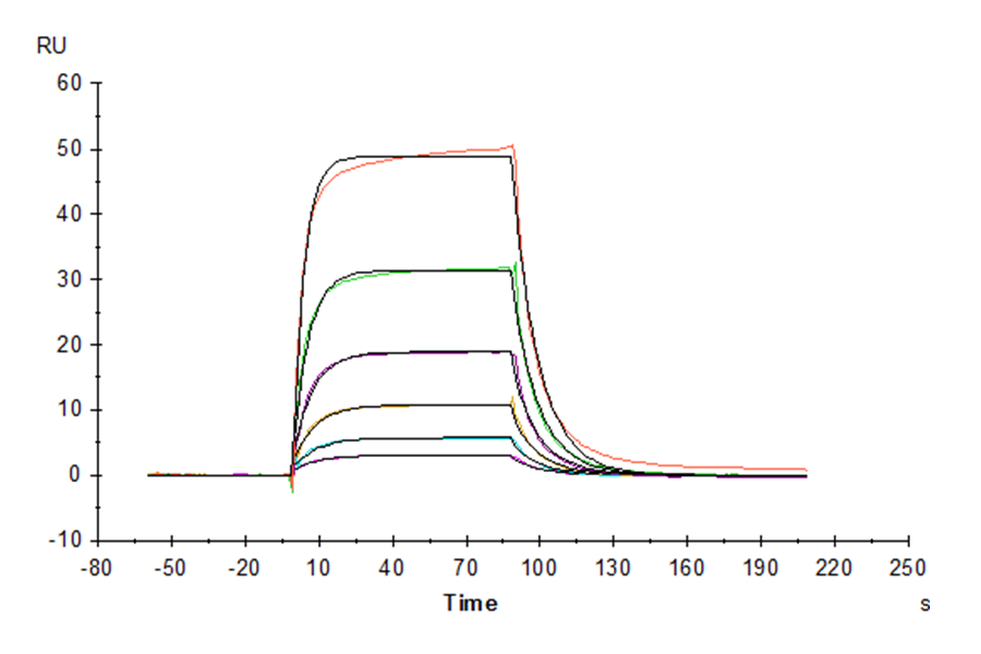 Human IL-3 R alpha/CD123 Protein (LTP10772)