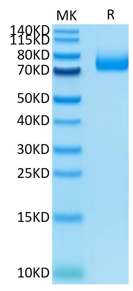 Mouse CD36/SR-B3 Protein (LTP10779)